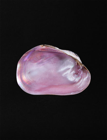 Nacrescent Muschelschale, pink