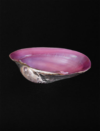 Nacrescent Muschelschale, pink